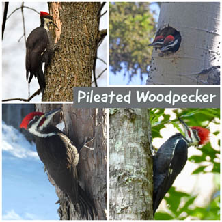 Pileated Woodpecker